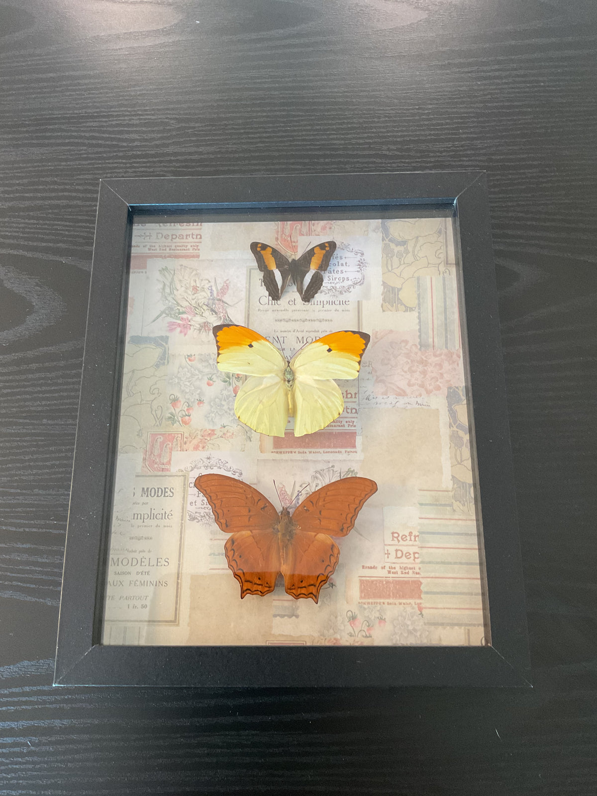 Mexican Sister | Great Orange Tip | Malay Cruiser