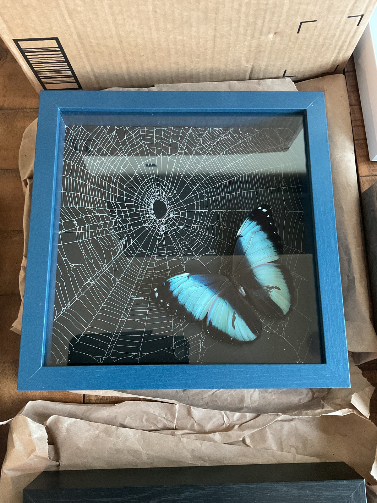 Morpho Butterfly