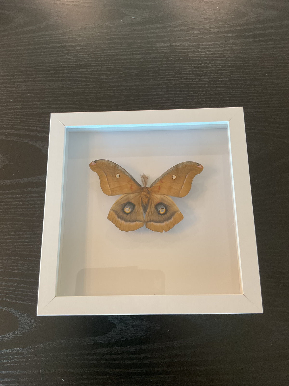 Polyphemus Moth