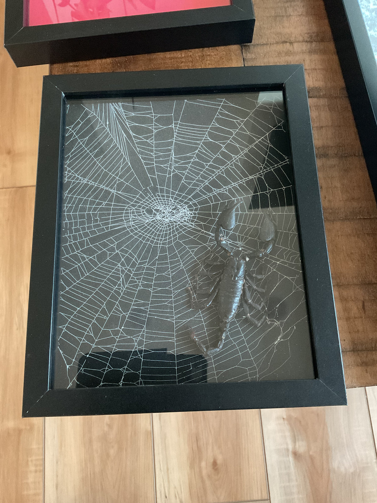 Scorpion | Web