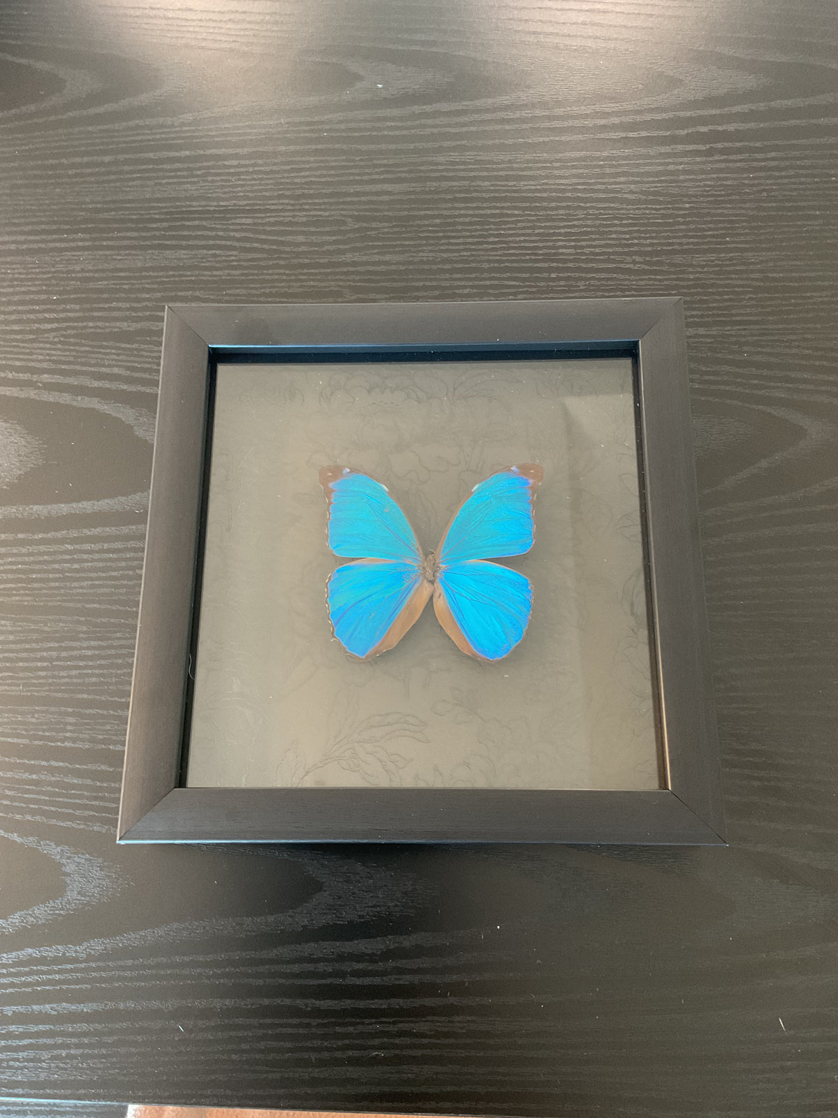 Blue Morpho