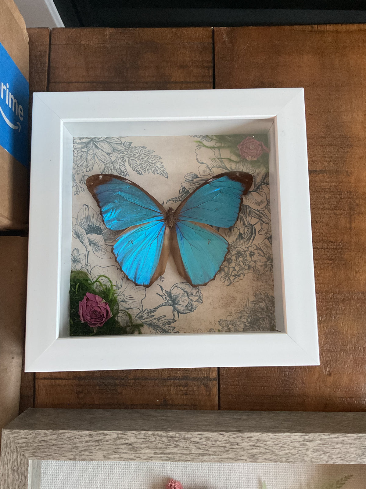 Blue Morpho