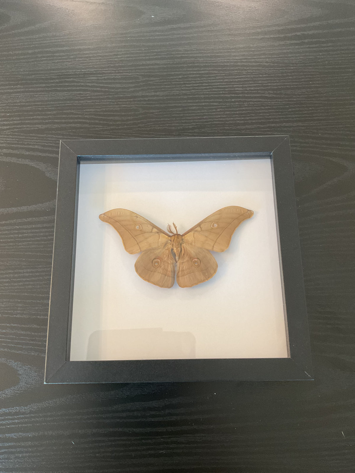 Chinese Oak Silkmoth