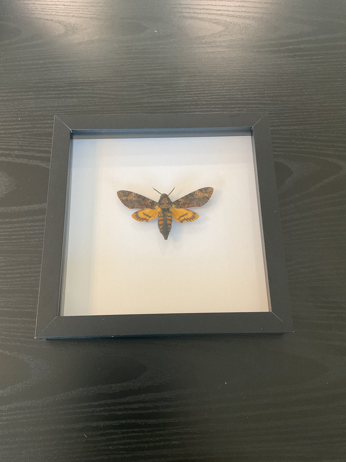 Death’s-Head Hawkmoth | Black