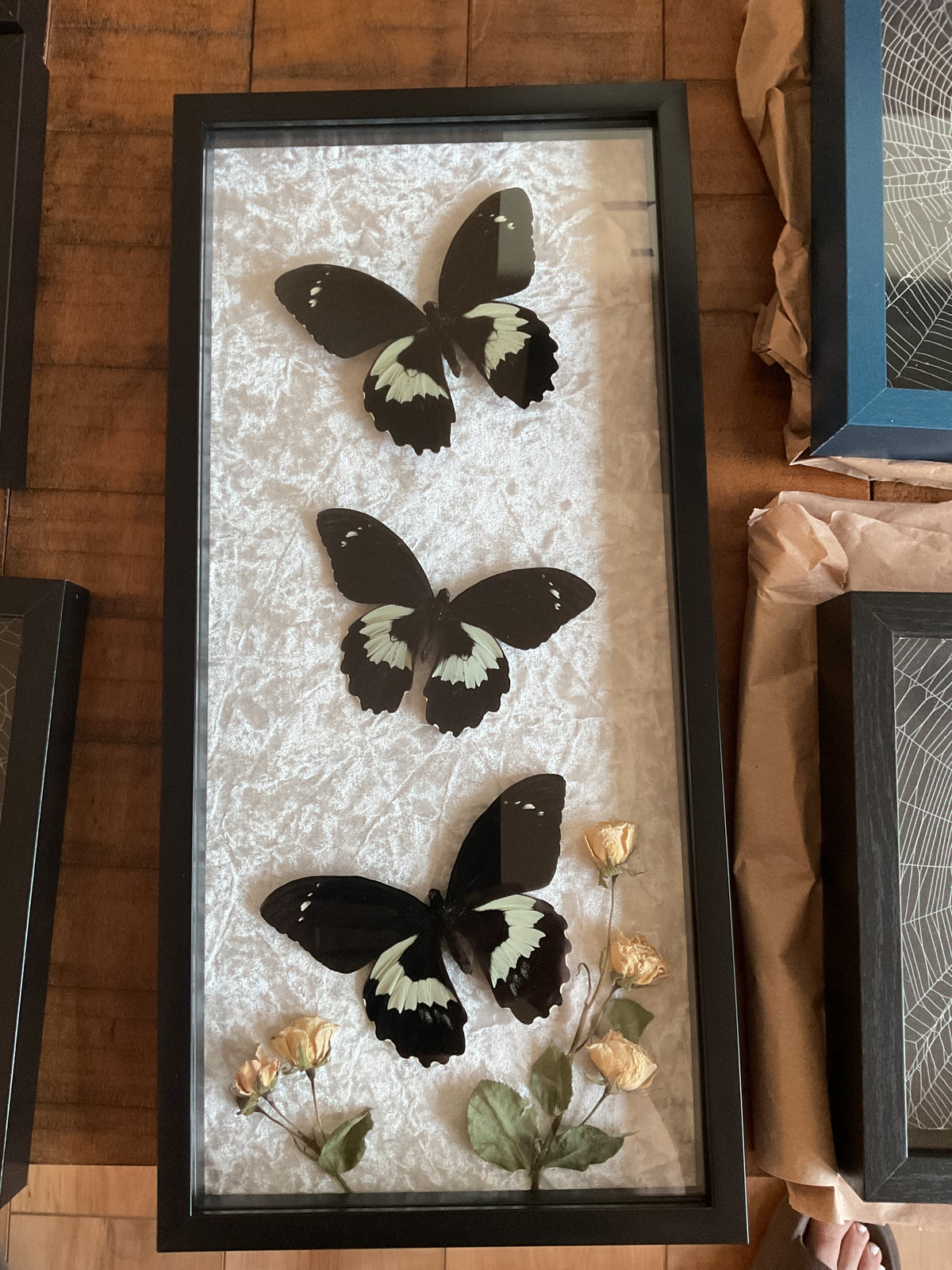Giant Black Swallowtail Butterflies