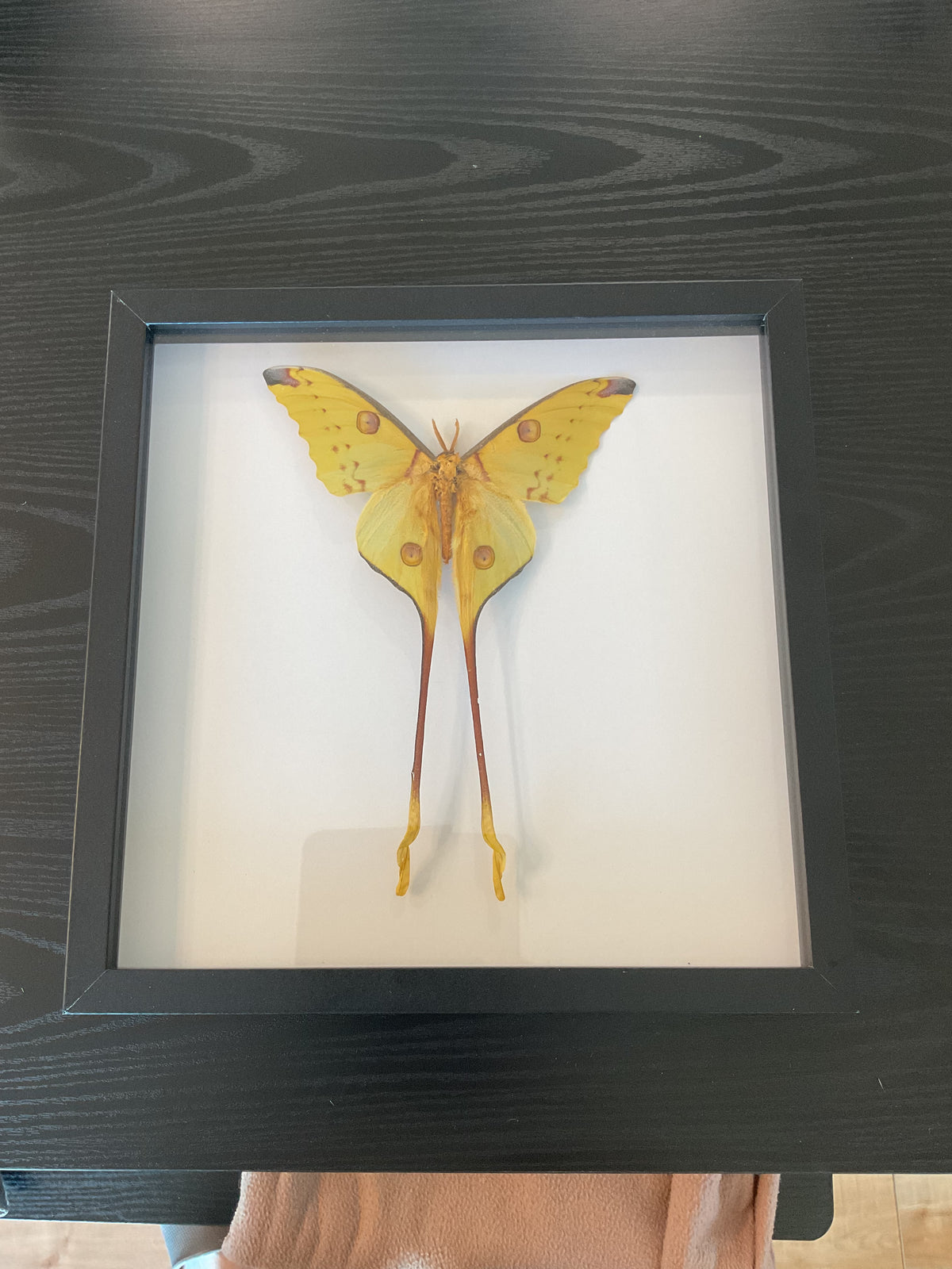 Madagascan Moon Moth
