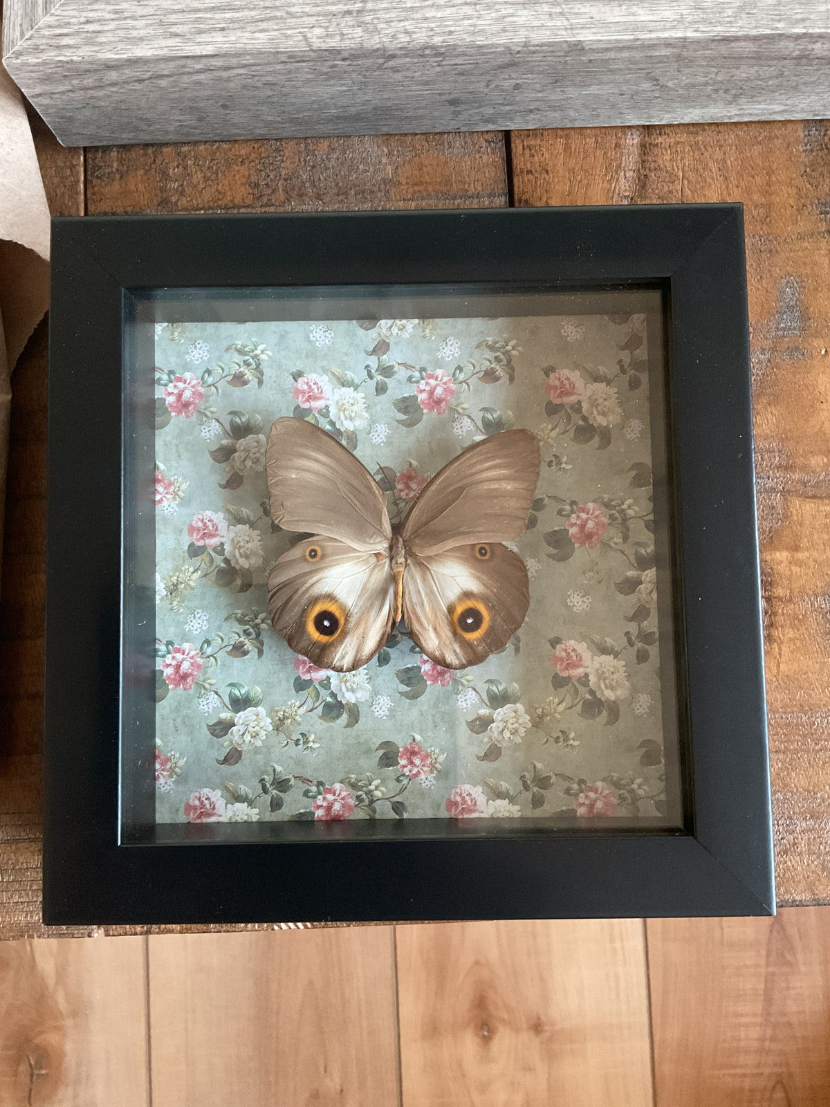 Owl Mimic Butterfly