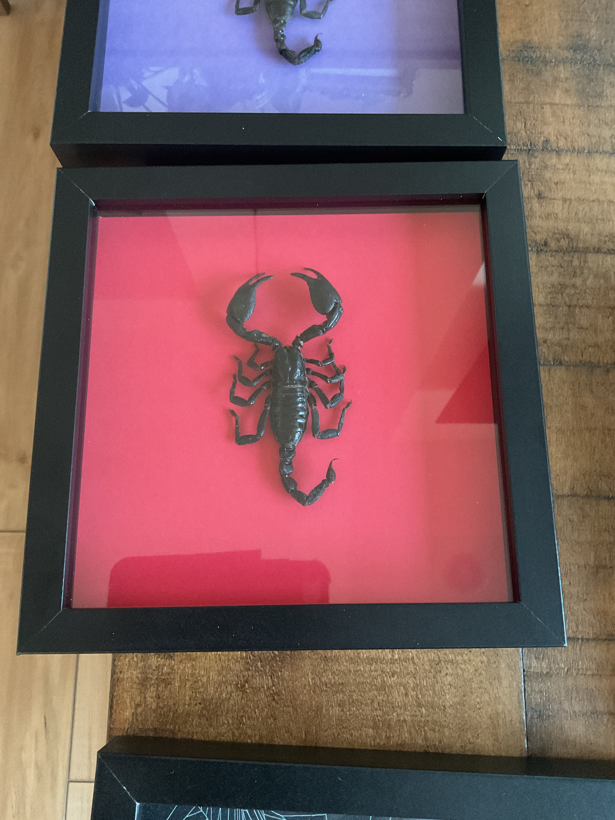 Scorpion | Red
